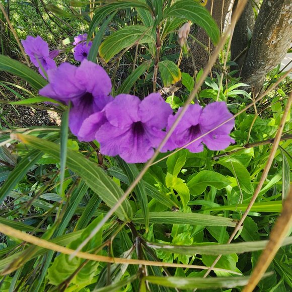 7 Purple Flowering Mexican Petunia (Ruellia simplex) Unrooted Stem Cuttings x 3 - Picture 3 of 6